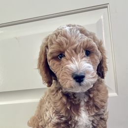 Goldendoodle Puppies from Celebrity Doodles MO