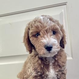 Goldendoodle Puppies from Celebrity Doodles MO