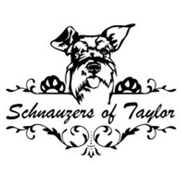 Elphaba Black female white tips on paws and chest - Black female Miniature Schnauzer puppy in Temple, Texas from Schnauzers Of Taylor