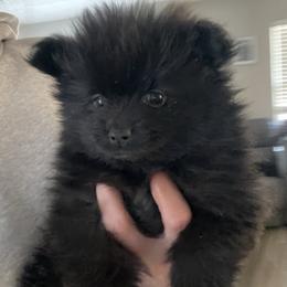 Solid black male - Black male Pomeranian puppy in Adairsville, Georgia from BE North GA Pomeranians