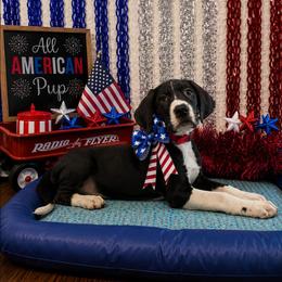 Ember - Mantle female Great Dane puppy in Brooksville, Florida from Follow My Lead Great Danes