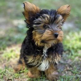 Tyrese - Black and tan male Yorkshire Terrier puppy in Aiken, South Carolina from Yorkshires Yorkies