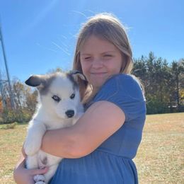 Siberian Husky Puppies from Siberian Huskies-Beckham the Great