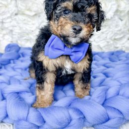 Bernedoodle, Cockapoo, and Goldendoodle Puppies from Danie’s Darling Doodles LLC