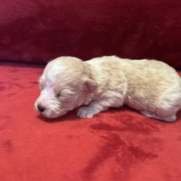Boba - Tri-color male Coton de Tulear puppy in Avery Creek, North Carolina from AVLCOTONLOVE