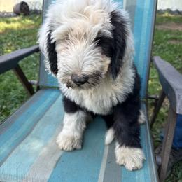 John Deere Green - Black and white female Sheepadoodle puppy in Eleva, Wisconsin from Molly’s Doodles