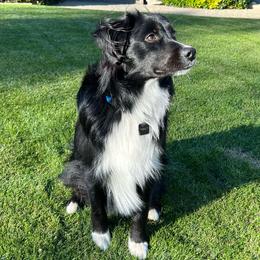 Sonny - Miniature Australian Shepherd