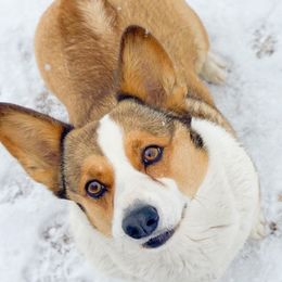 June - Pembroke Welsh Corgi