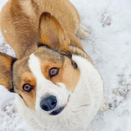 June - Pembroke Welsh Corgi