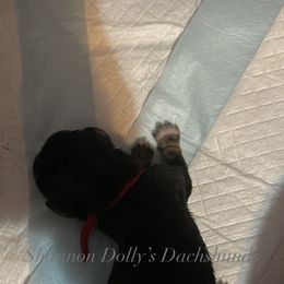 Willow - Black and cream female Dachshund puppy in Monitor, Washington from Shannon Dolly’s Dachshunds