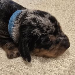 Dapple Boy - Dapple male Dachshund puppy in Virginia City, Nevada from V.C. Weenies