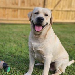 Tucker - Labrador Retriever