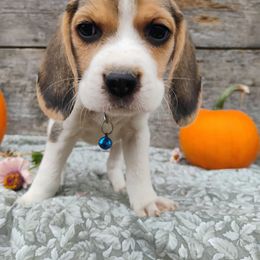 Sally - Black tan and white female Beagle puppy in Colville, Washington from Rosehaven Homestead