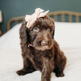 Sally - Chocolate female Labradoodle puppy in Orange, Virginia from Hillcrest Labradoodles