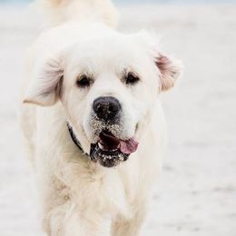 Elvis - Golden Retriever