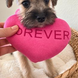 Summer - Wheaten female Miniature Schnauzer puppy in Gilroy, California from Good Shepherd K9 Initiative