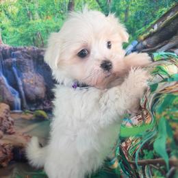 Juliet - White female Maltipoo puppy in Chariton, Iowa from Mia Lucky Home