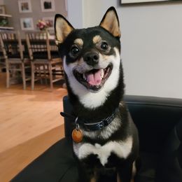 Burton - Shiba Inu