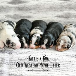 Miniature Australian Shepherds from Rafter C Aussies
