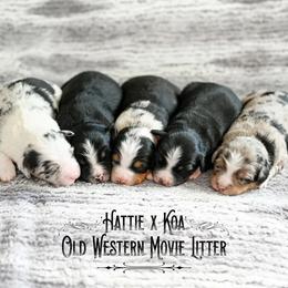 Miniature Australian Shepherds from Rafter C Aussies