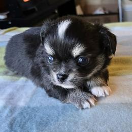Chihuahua Puppies from Hart's Chihuahuas