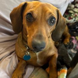 Lola - Dachshund