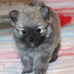 Pomeranian Puppies from Red Wagon Pomeranians