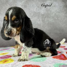 Cupid - Black white and brown male Basset Hound puppy in Dingess, West Virginia from Tuckers' Howling Hounds