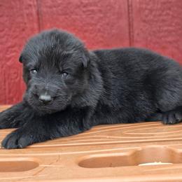 Female 2 - Black female German Shepherd puppy in Purdon, Texas from TEXAS DDR GSD