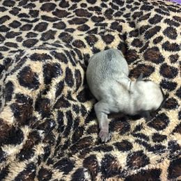 Boy 1 - Fawn male Pug puppy in Lookout, West Virginia from Khloe’s WV Pugs