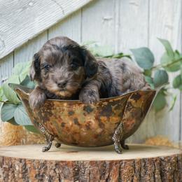 River - Merle male Cockapoo puppy in Seattle, Washington from Sweet Home Doodles