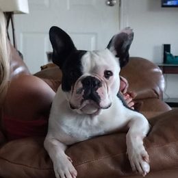 Nash - Boston Terrier