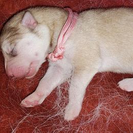 Sasha, pink collar girl - Red and white female Alaskan Malamute puppy in Grayson County, Virginia from River Bend Malamutes