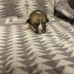 Spark Tail Intact - Red female Pembroke Welsh Corgi puppy in Maupin, Oregon from Bailey Nannini