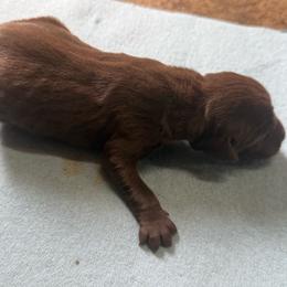Girl 2 - Liver female German Shorthaired Pointer puppy in Norris City, Illinois from County Line Pointers