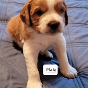Boy 2 - French Brittany puppy in New Florence, Pennsylvania from Laurel Furnace Bretons