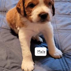 Boy 2 - French Brittany puppy in New Florence, Pennsylvania from Laurel Furnace Bretons