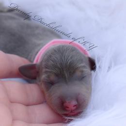 Dachshund Puppies from Dandy Doxies of KY
