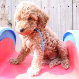 Blue - Apricot male Labradoodle puppy in Lexington Park, Maryland from SUNNY SIDE DOODLES