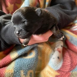 Pomeranian Puppies from Paradise Point Pomeranians