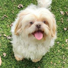 Rip - Shih Tzu