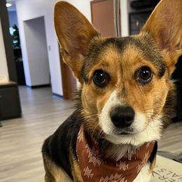 Pembroke Welsh Corgis from LTT Corgis