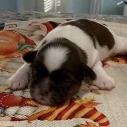 Jake - Red and white male Shih Tzu puppy in Stafford, Virginia from Bayview Pups