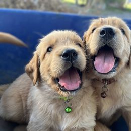 Golden Retriever Puppies from The Wildfire Ranch