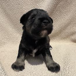 Charlie - Salt and pepper male Miniature Schnauzer puppy in Crestview, Florida from 850Schnauzers