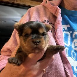 Nick - Black and tan male Yorkshire Terrier puppy in Hardeeville, South Carolina from Pups of the Lowcountry