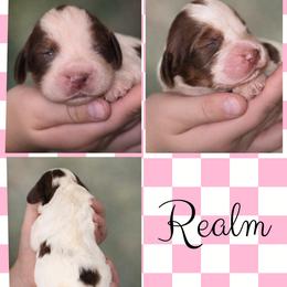 Realm - Liver and white female English Springer Spaniel puppy in Florida from Thunderbird Springers