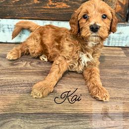 Kai - Apricot male Goldendoodle puppy in Birmingham, Alabama from Ivy’s Doodles