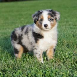 Hektor - Blue merle male Australian Shepherd puppy in Holmesville, Ohio from Coffee Run Spring at Miller Farms