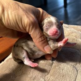 Pebbles 11,000 plus tax - Merle female Chihuahua puppy in Summerfield, Florida from Uey’s Chihuahuas